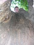 N in CA hollow tree